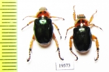Rutelinae sp.  Vietnam - INSECTS-STORE.RU
