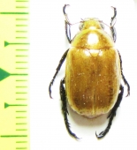 Spilota plagicollis  Korea - INSECTS-STORE.RU