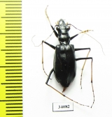 Oxycheila sp.  Ecuador - INSECTS-STORE.RU