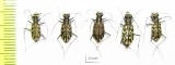 Cylindera contorta, pair  Kazakhstan - INSECTS-STORE.RU