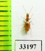 Geotrechus gallicus bigerricus  France - INSECTS-STORE.RU