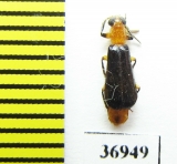 Cleridae sp.  South Africa Rep. - INSECTS-STORE.RU