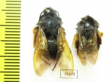 Bombus sp.  China, Yunnan prov. - INSECTS-STORE.RU