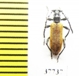 Cerambycidae sp.  South Africa Rep. - INSECTS-STORE.RU