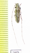 Cerambycidae sp.  Zambia - INSECTS-STORE.RU