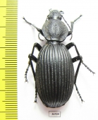 Tefflus sp.  Zambia - INSECTS-STORE.RU