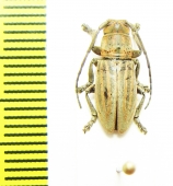 Cerambycidae sp.  Congo - INSECTS-STORE.RU