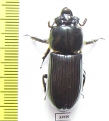 Passalidae sp.  Panama - INSECTS-STORE.RU