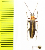 Oxycopis mimetica  USA - INSECTS-STORE.RU