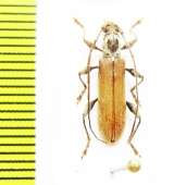 Cerambycidae sp.  Malaysia, Borneo - INSECTS-STORE.RU