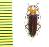 Cerambycidae sp.  Indonesia, Papua - INSECTS-STORE.RU