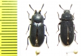 Toxicum quadricorne, pair  Philippines - INSECTS-STORE.RU
