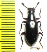 Tenebrionidae sp.  Malaysia, Borneo - INSECTS-STORE.RU