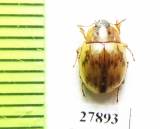 Emypsara riderii  Russia, Far East - INSECTS-STORE.RU