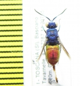 Chrysididae sp.  Italy - INSECTS-STORE.RU