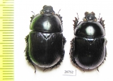 Geotrupes olgae  Russia, N.Ossetia reg. - INSECTS-STORE.RU