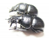 Lethrus carinatus, pair  Tajikistan - INSECTS-STORE.RU