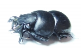 Lethrus sulcipennis, male  Kirgizstan - INSECTS-STORE.RU