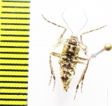 Operophtera fagata  Russia, Moscow reg. - INSECTS-STORE.RU