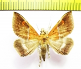 Noctuidae sp.  Malaysia - INSECTS-STORE.RU