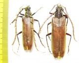 Cerambycidae sp., pair  Ecuador - INSECTS-STORE.RU