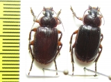 Carabidae sp.  Vietnam - INSECTS-STORE.RU