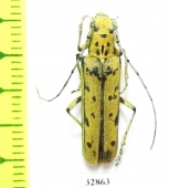 Eutetrapha sedecimpunctata  Russia, Far East - INSECTS-STORE.RU