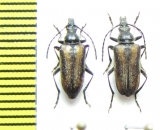 Gnathacmaeops pratensis  Russia, Krasnoyarsk reg. - INSECTS-STORE.RU