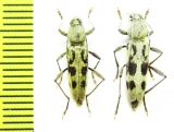 Chlorophorus simillimus  Russia, Far East - INSECTS-STORE.RU