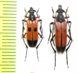 Nustera distigma  Spain - INSECTS-STORE.RU