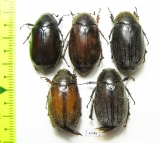 Melolonthinae sp.  China, Guangxi prov. - INSECTS-STORE.RU