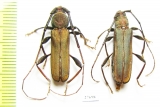 Xystrocera sp., pair  South Africa Rep. - INSECTS-STORE.RU
