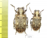 Cerambycidae sp.  Ethiopia - INSECTS-STORE.RU