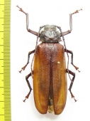 Macrotoma sp.  Malawi  60mm - INSECTS-STORE.RU