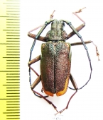 Scatopyrodes iris  Mexico 29mm - INSECTS-STORE.RU