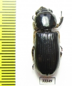Passalidae sp.  Malaysia - INSECTS-STORE.RU