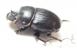 Copris sp.  South Africa Rep. - INSECTS-STORE.RU