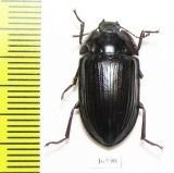 Tenebrionidae sp.  Australia - INSECTS-STORE.RU