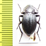 Cryptobrachys crassecostata, male  Malaysia, Borneo - INSECTS-STORE.RU