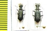 Cylindera holosericea, pair  Myanmar - INSECTS-STORE.RU