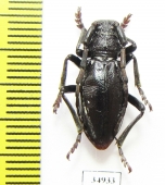 Eodorcadion ptyalopleurum  Russia, Tuva reg. - INSECTS-STORE.RU