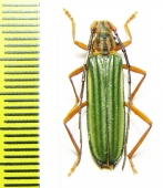 Chlorida sp.  Peru - INSECTS-STORE.RU