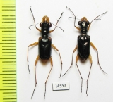 Therates sp., pair  Indonesia, Sulawesi - INSECTS-STORE.RU