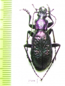 Carabus (Neoplectes) schaudoirianus  Georgia - INSECTS-STORE.RU