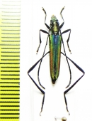 Chloridolum lameeri  China, Gansu prov. - INSECTS-STORE.RU