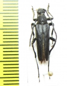 Leptura aethiops  Korea - INSECTS-STORE.RU