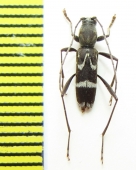 Raphuma sp.  Korea - INSECTS-STORE.RU