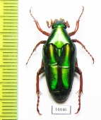 Chalcothea sp.  Indonesia, Kalimantan - INSECTS-STORE.RU