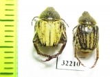 Hopliini sp., pair  South Africa Rep. - INSECTS-STORE.RU
