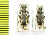 Cylindera paludosa  Spain - INSECTS-STORE.RU